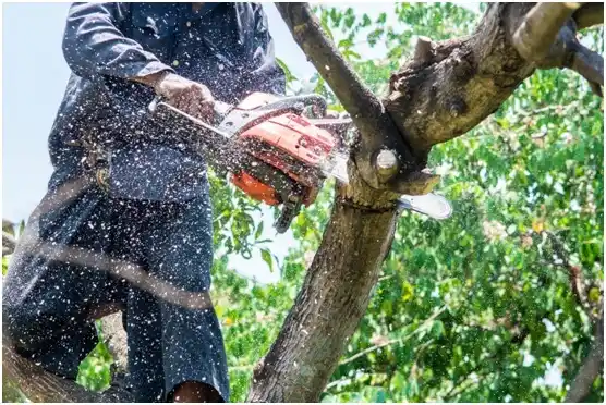 tree services Merton